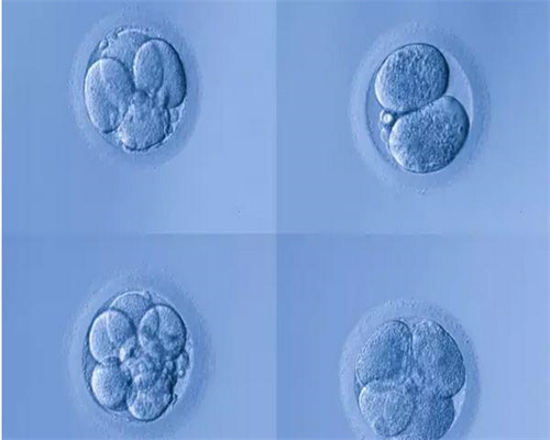 去做试管代孕供卵机构-供卵自怀怎么会发育停滞
